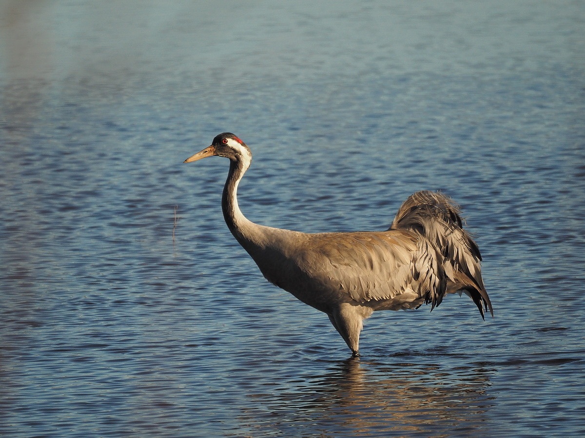 Nazwa:  P2270871_1 (2).jpg
Wyświetleń: 320
Rozmiar:  580,2 KB