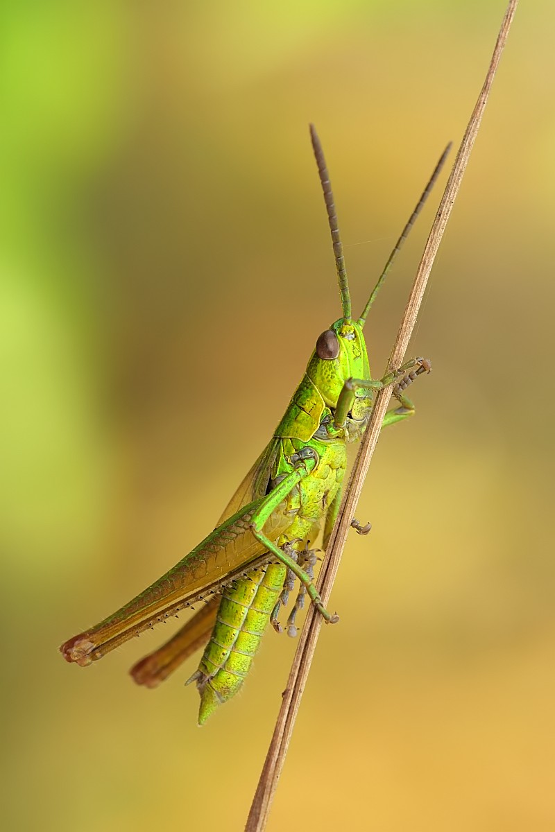 Nazwa:  51837781302_dbc942b5d4_o.jpg
Wyświetleń: 177
Rozmiar:  101,3 KB
