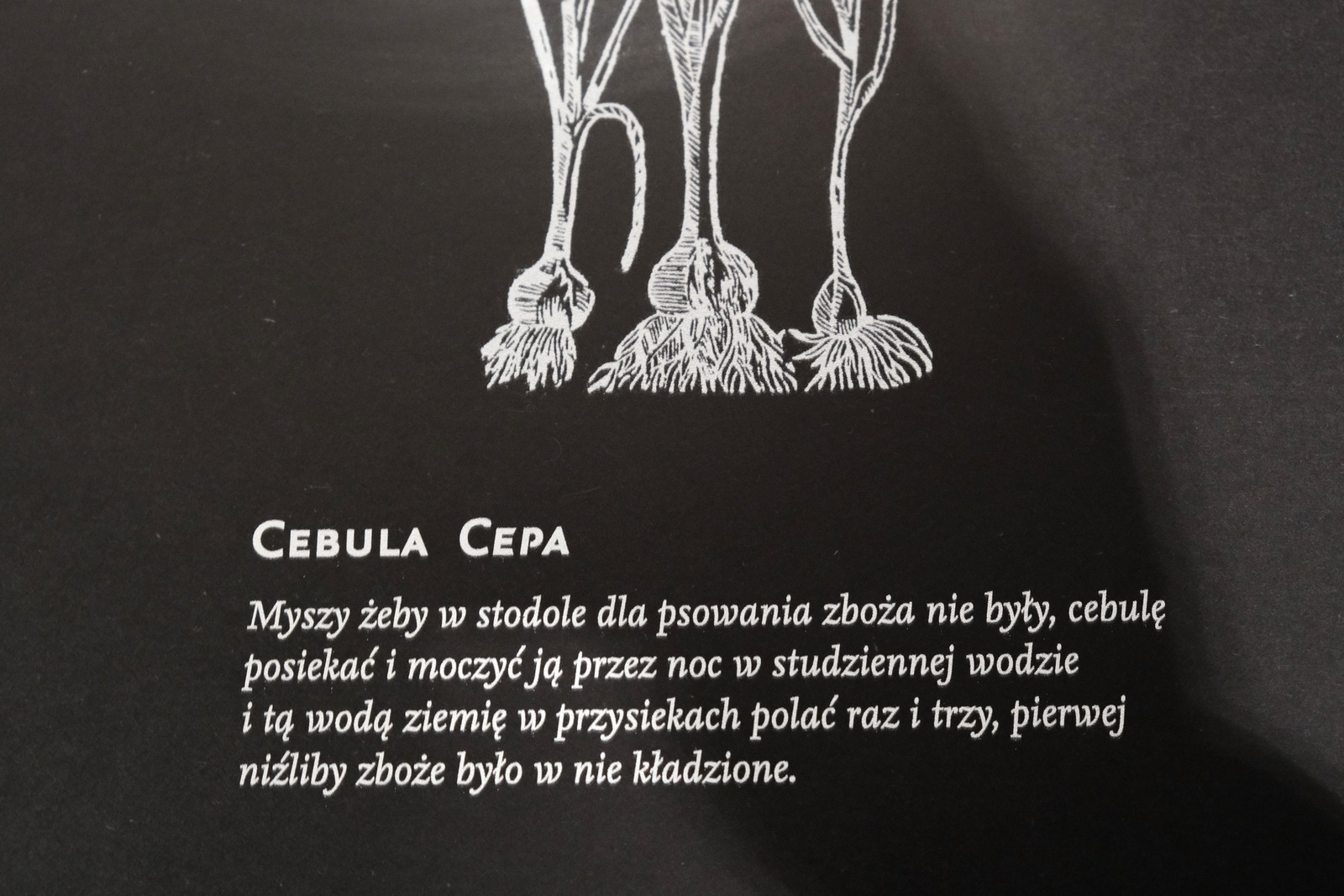 Nazwa:  DSCF0655.JPG
Wyświetleń: 183
Rozmiar:  414,4 KB