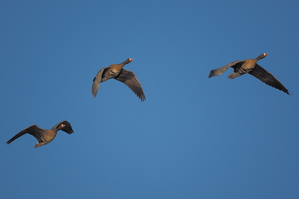 Nazwa:  P3211058_1 (2).jpg
Wyświetleń: 225
Rozmiar:  283,6 KB