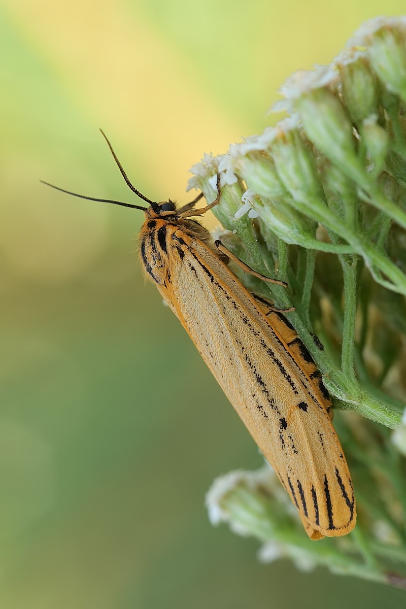 Nazwa:  51853803807_d14e5365c1_o.jpg
Wyświetleń: 183
Rozmiar:  135,4 KB