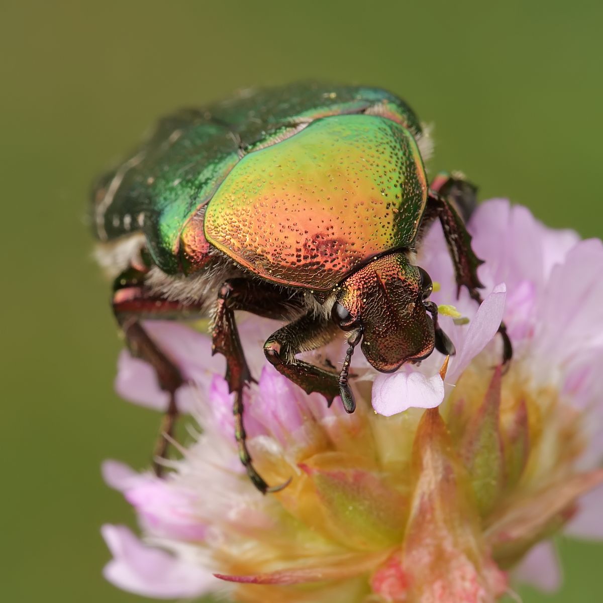 Nazwa:  51860161613_ba9433980a_o.jpg
Wyświetleń: 176
Rozmiar:  125,5 KB