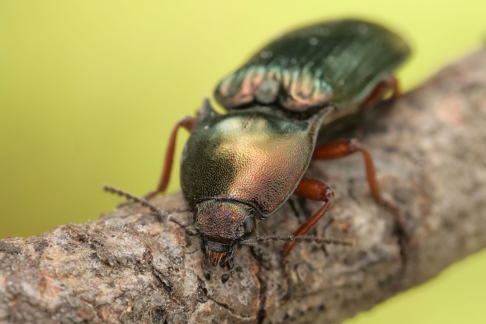 Nazwa:  51861198452_de903e2cf8_o.jpg
Wyświetleń: 164
Rozmiar:  185,2 KB