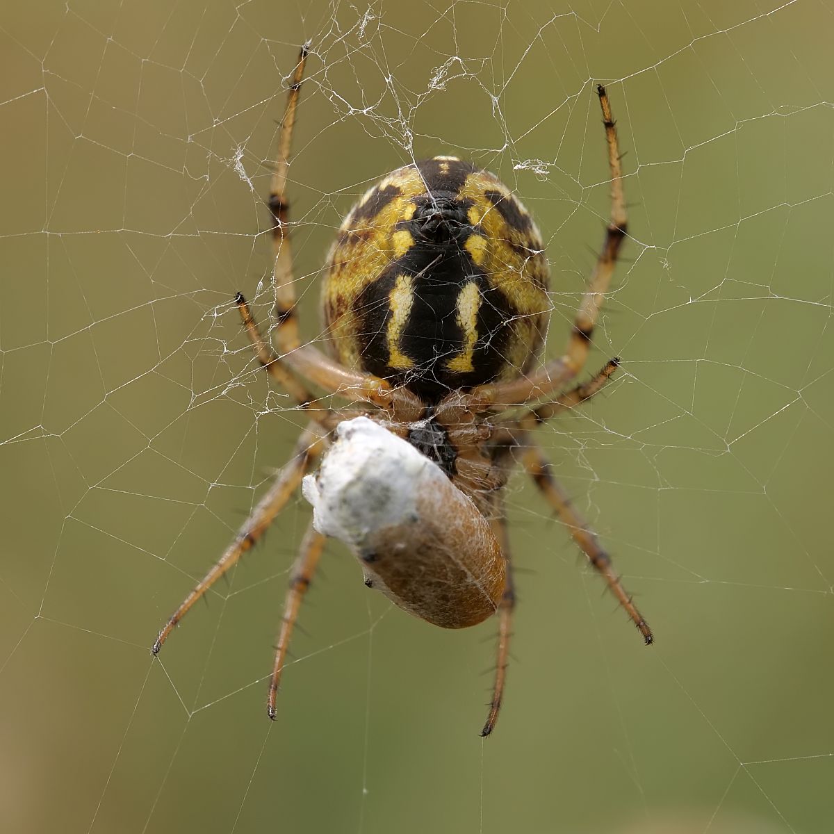 Nazwa:  51863958571_d57fe62472_o.jpg
Wyświetleń: 172
Rozmiar:  135,3 KB