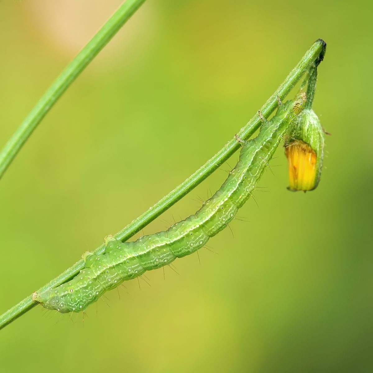 Nazwa:  51866183035_4047c6530a_o.jpg
Wyświetleń: 151
Rozmiar:  84,7 KB