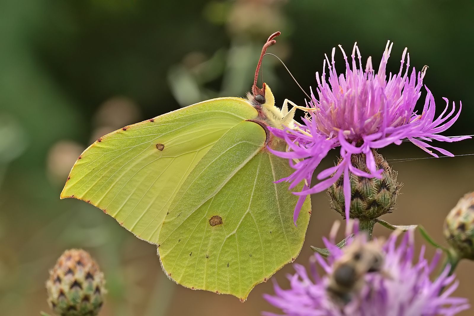 Nazwa:  51868922195_a6b23a19f8_o.jpg
Wyświetleń: 144
Rozmiar:  206,7 KB