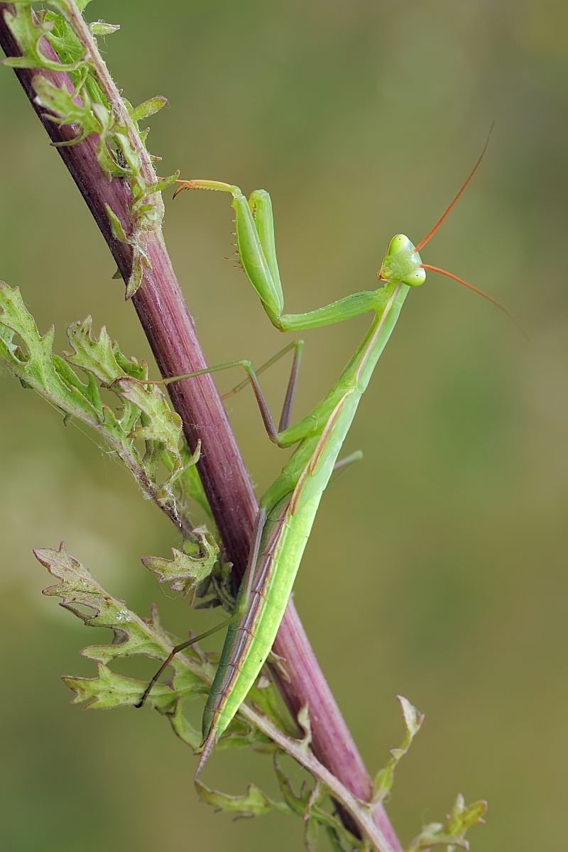 Nazwa:  51870365039_1598973e60_o.jpg
Wyświetleń: 128
Rozmiar:  94,2 KB