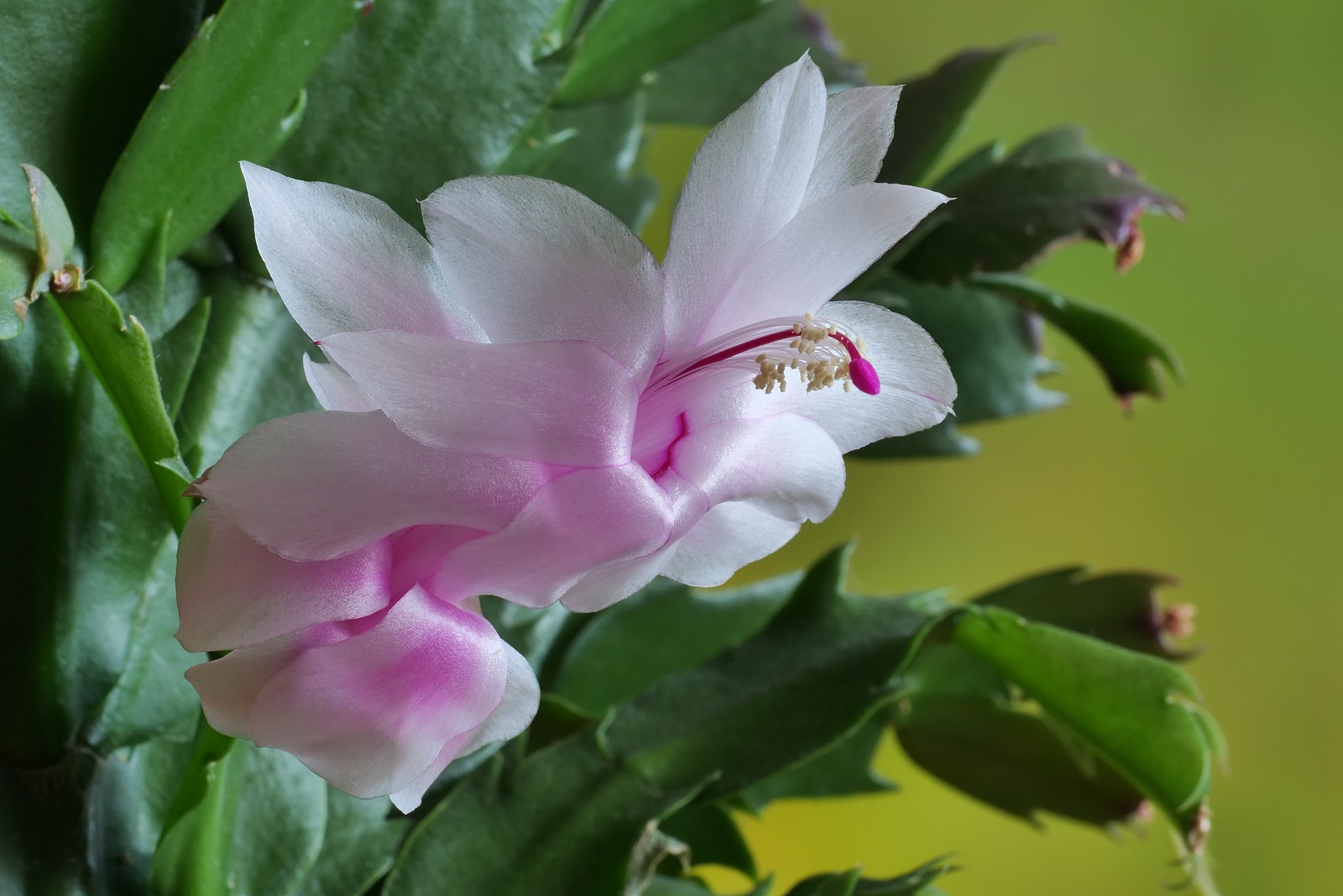 Nazwa:  Schlumbergera151674d.jpg
Wyświetleń: 95
Rozmiar:  242,1 KB