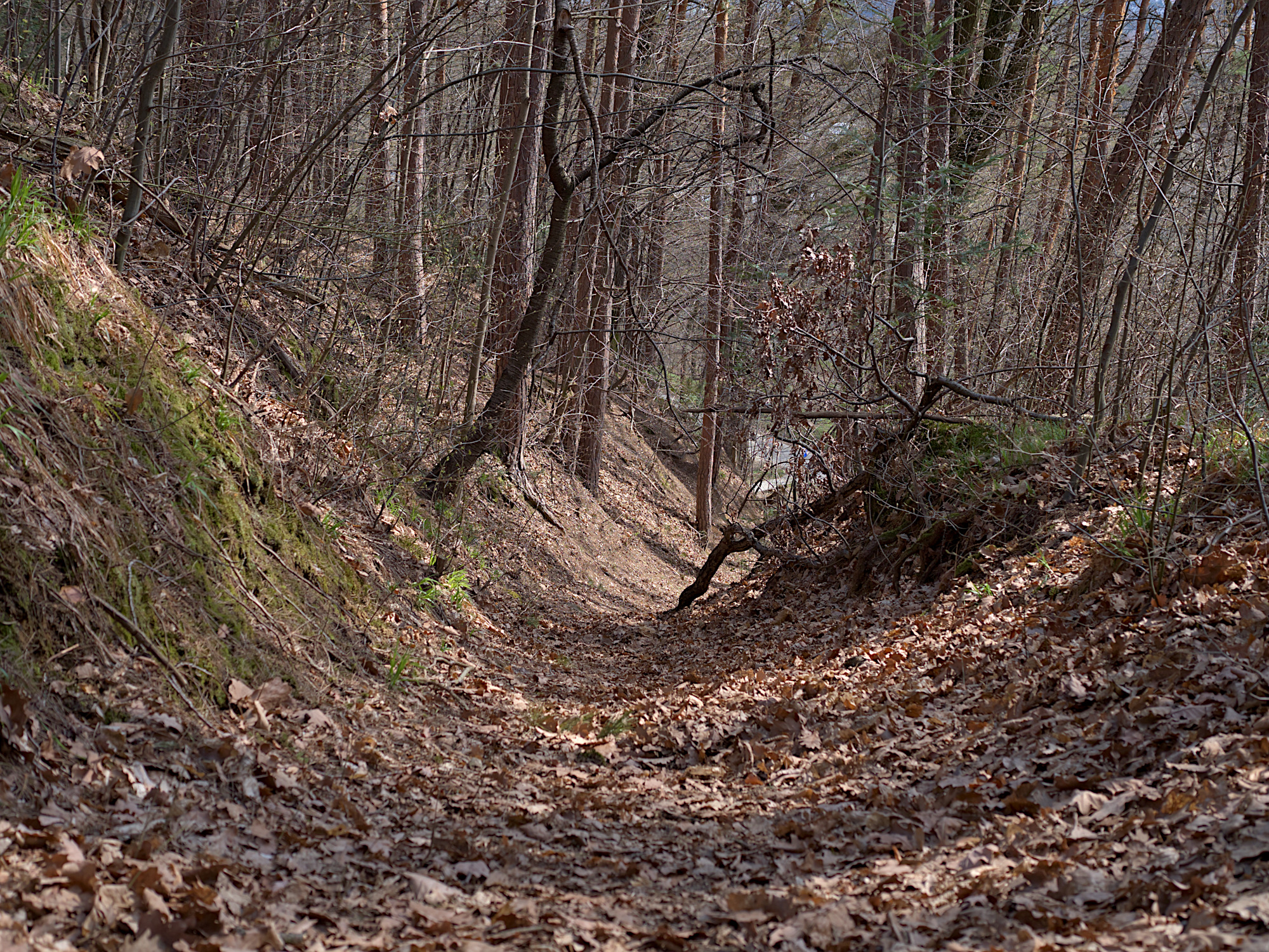 Nazwa:  P1059703.jpg
Wyświetleń: 291
Rozmiar:  1,95 MB