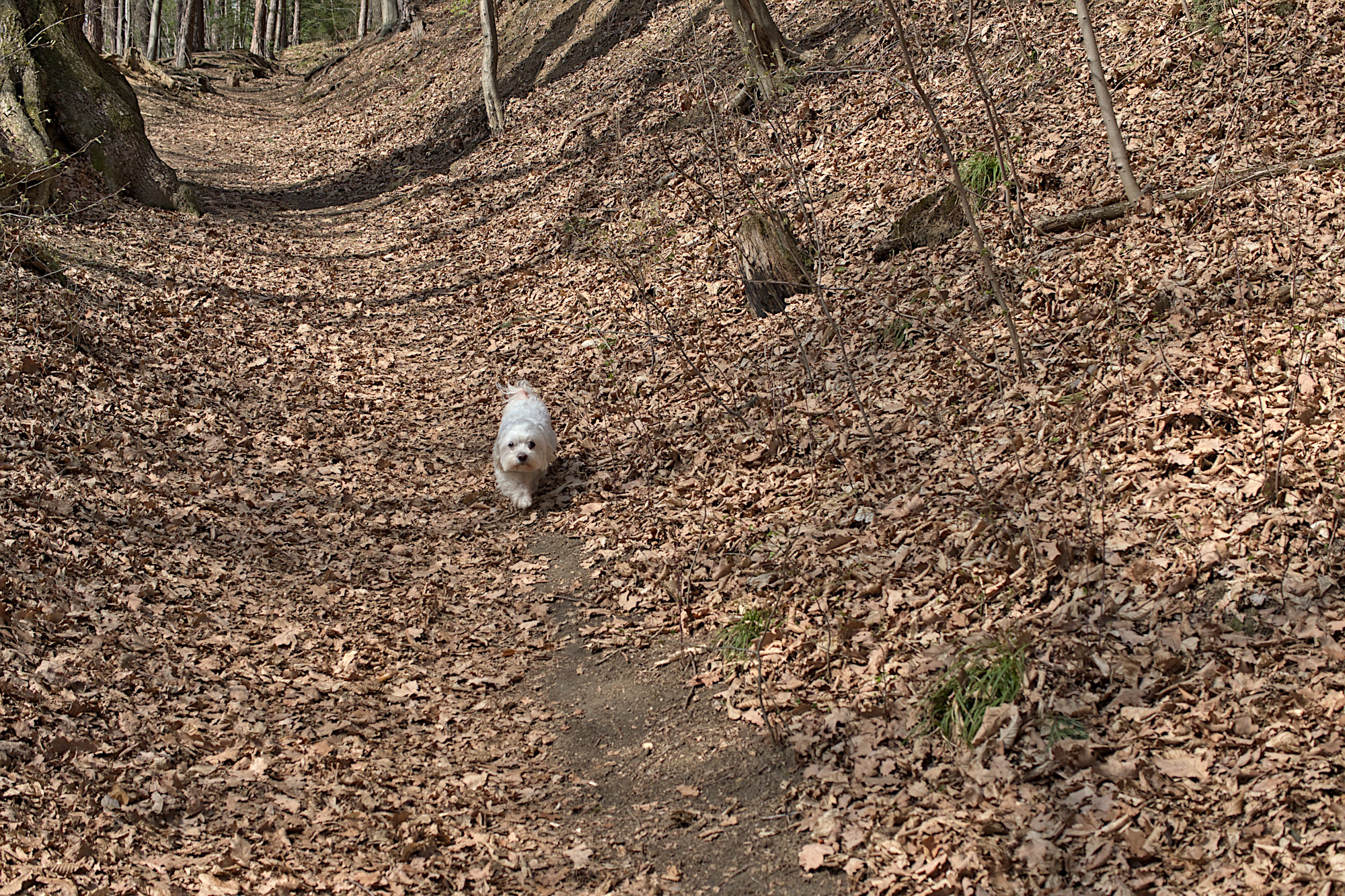 Nazwa:  P1059701.jpg
Wyświetleń: 216
Rozmiar:  1,92 MB