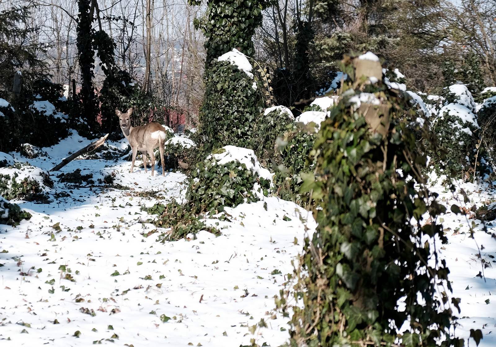 Nazwa:  DSCF0817.JPG
Wyświetleń: 274
Rozmiar:  912,6 KB