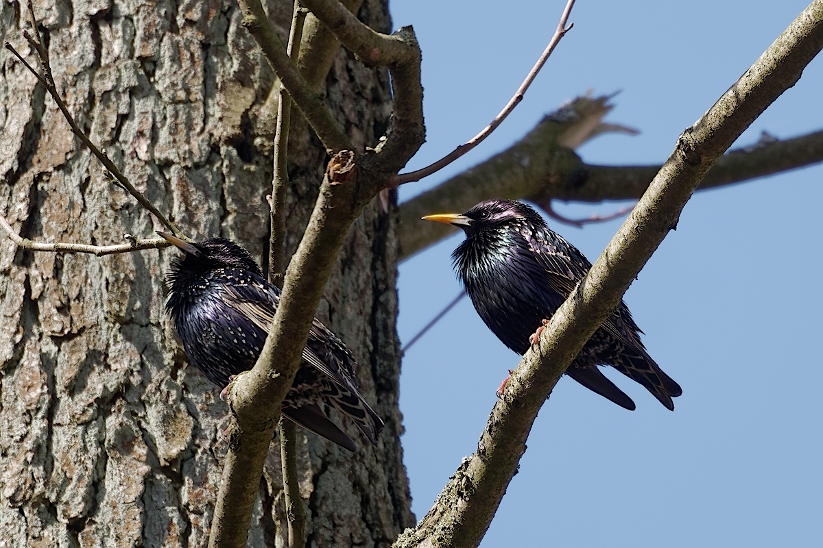 Nazwa:  szpaki.jpg
Wyświetleń: 236
Rozmiar:  812,5 KB