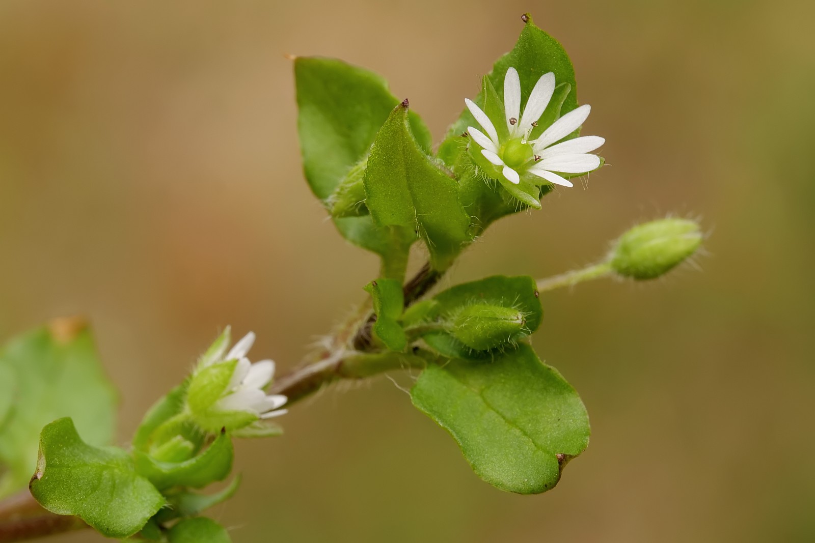 Nazwa:  gwiazdnica153393df.jpg
Wyświetleń: 145
Rozmiar:  143,3 KB