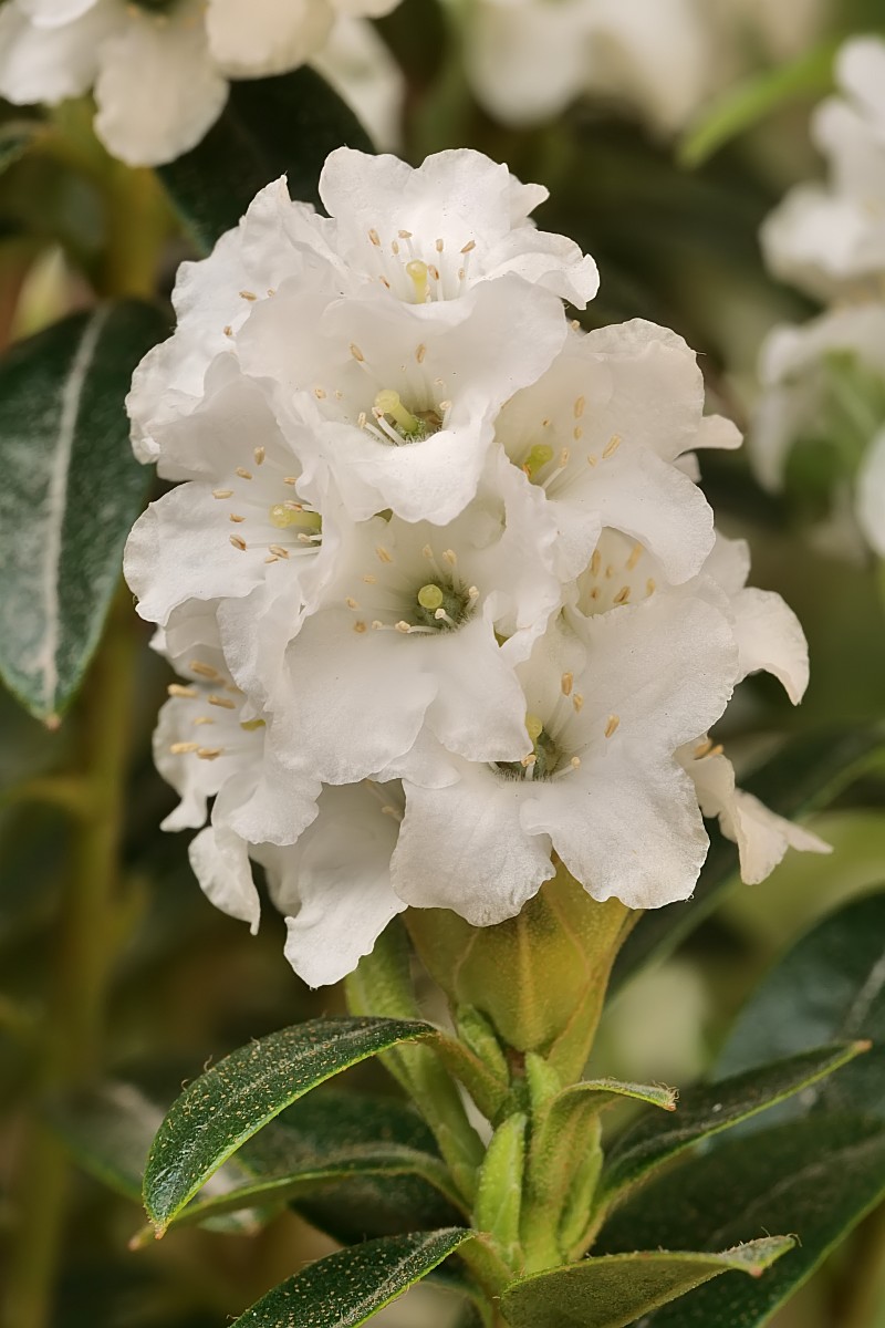 Nazwa:  rododendron153700df.jpg
Wyświetleń: 126
Rozmiar:  153,1 KB