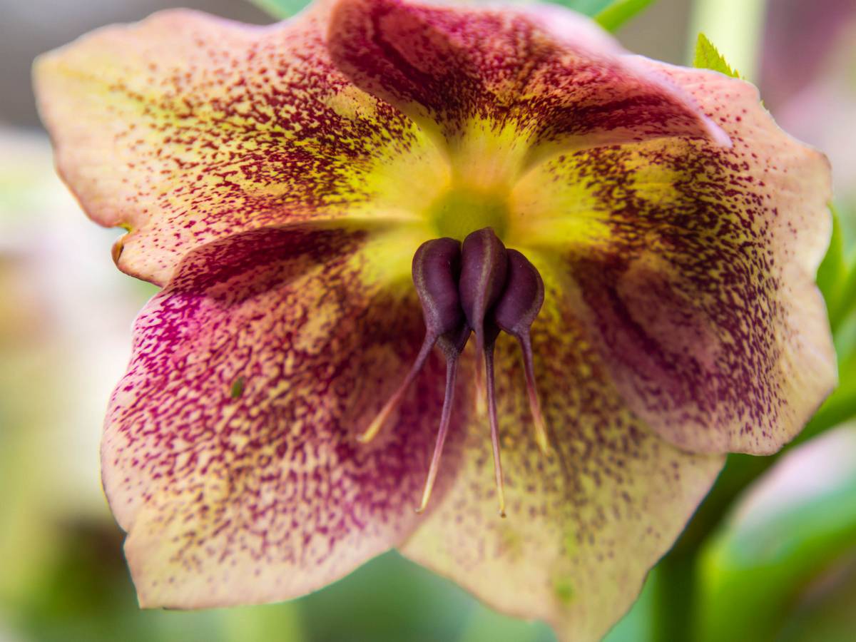 Nazwa:  bb3.jpg
Wyświetleń: 113
Rozmiar:  149,4 KB