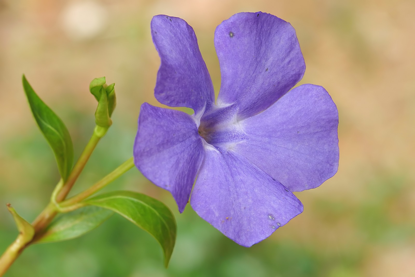 Nazwa:  kwiat153738df.jpg
Wyświetleń: 213
Rozmiar:  206,8 KB