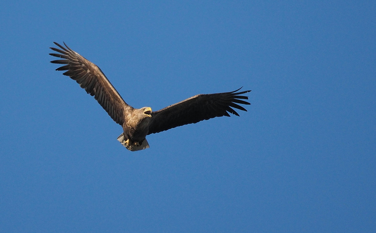 Nazwa:  P4181407_1 (2).jpg
Wyświetleń: 207
Rozmiar:  331,3 KB