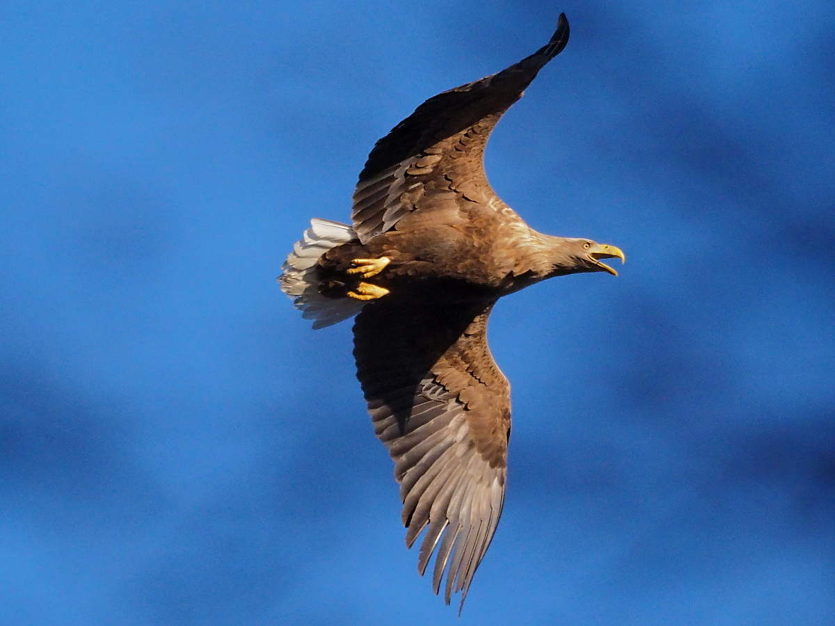 Nazwa:  P4181404_1 (2).jpg
Wyświetleń: 203
Rozmiar:  462,5 KB