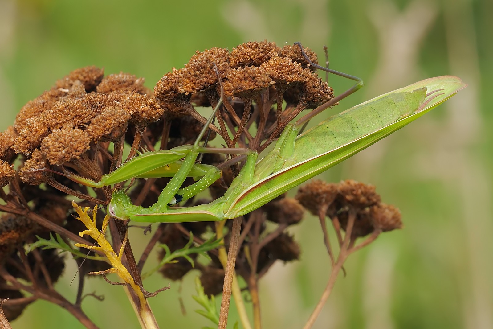 Nazwa:  51910270628_284b7aafe9_o.jpg
Wyświetleń: 131
Rozmiar:  332,2 KB