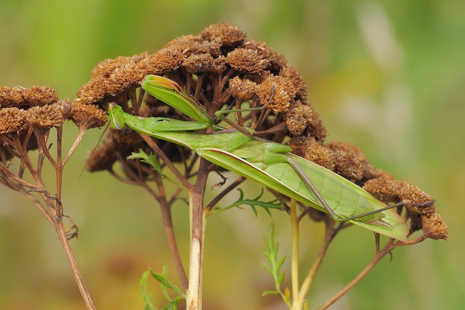 Nazwa:  51910494989_ba37edb823_o.jpg
Wyświetleń: 126
Rozmiar:  298,6 KB