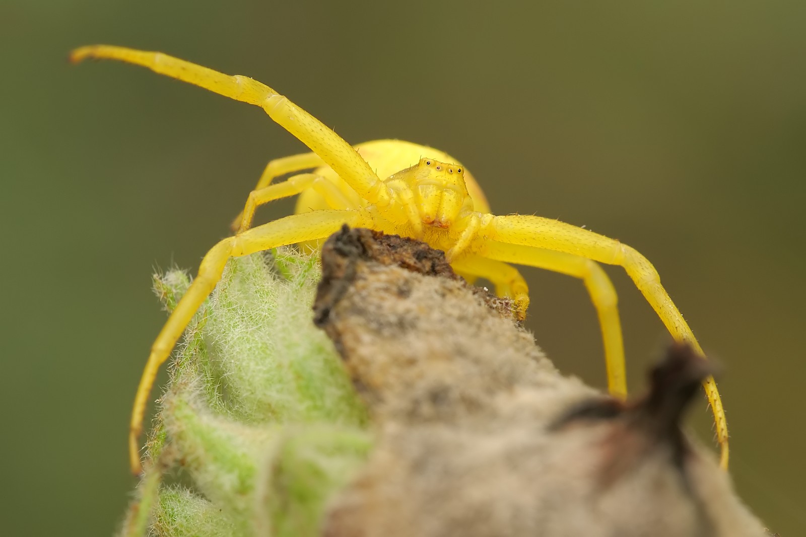 Nazwa:  51911283132_9cbf08f778_o.jpg
Wyświetleń: 117
Rozmiar:  157,1 KB