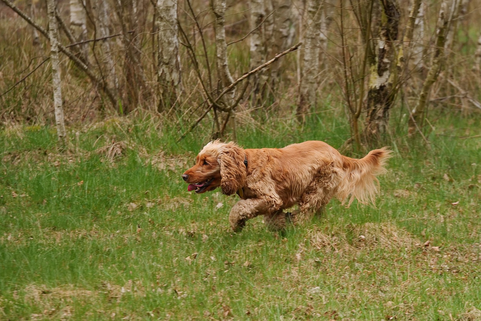 Nazwa:  Figa155140d.jpg
Wyświetleń: 85
Rozmiar:  528,4 KB