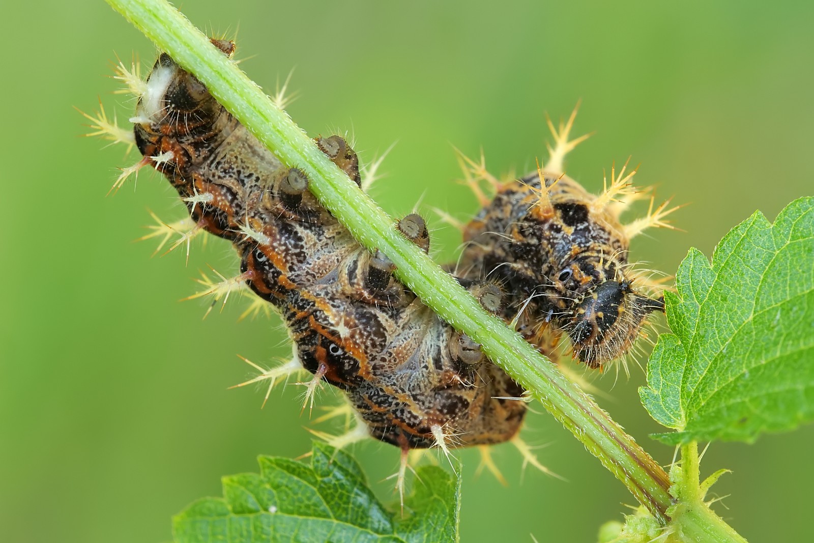 Nazwa:  51913508067_8c0d3d66b4_o.jpg
Wyświetleń: 110
Rozmiar:  327,0 KB