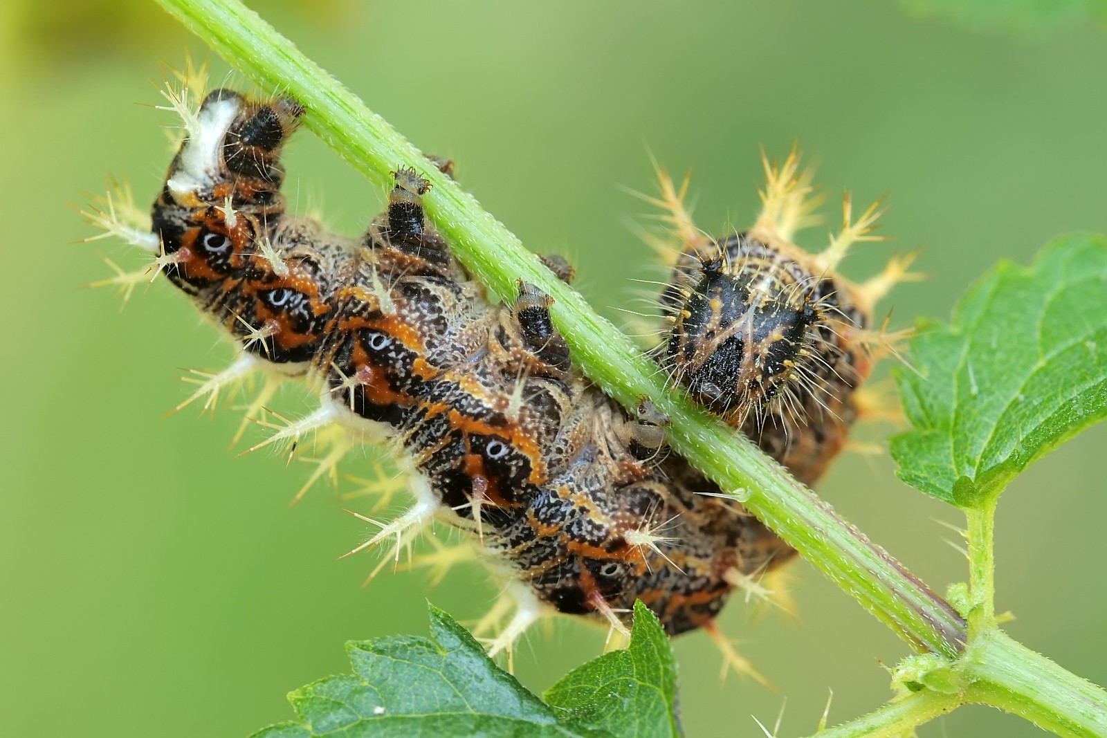 Nazwa:  51913508042_7edce55cb4_o.jpg
Wyświetleń: 111
Rozmiar:  316,5 KB