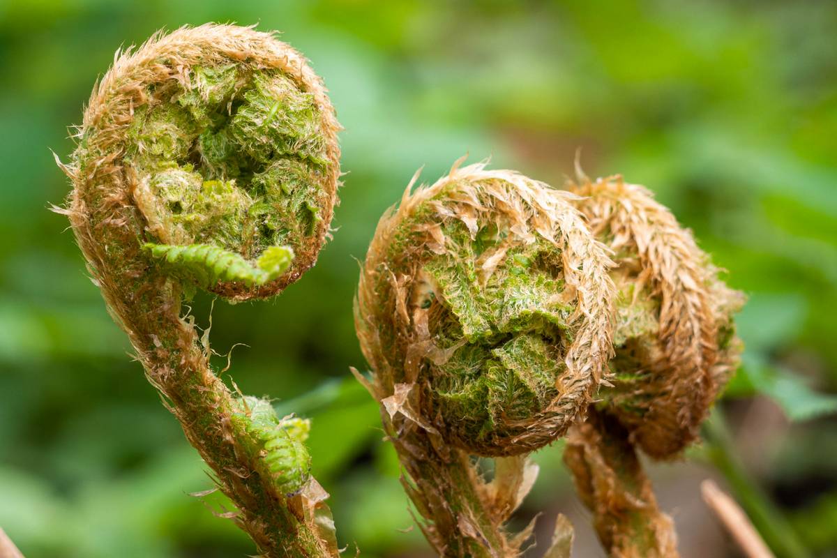 Nazwa:  243.jpg
Wyświetleń: 154
Rozmiar:  150,5 KB