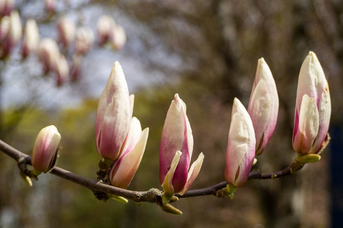 Nazwa:  241.jpg
Wyświetleń: 186
Rozmiar:  92,0 KB