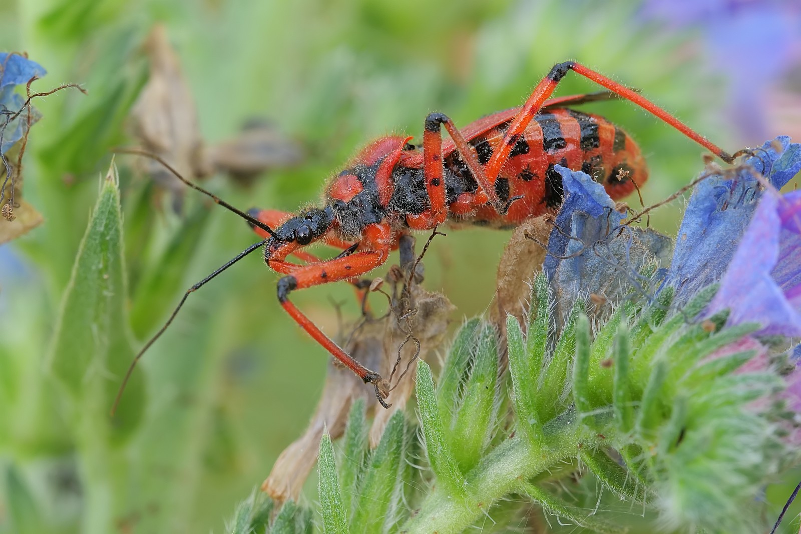 Nazwa:  51916482814_f63f0a72e6_o.jpg
Wyświetleń: 103
Rozmiar:  331,3 KB