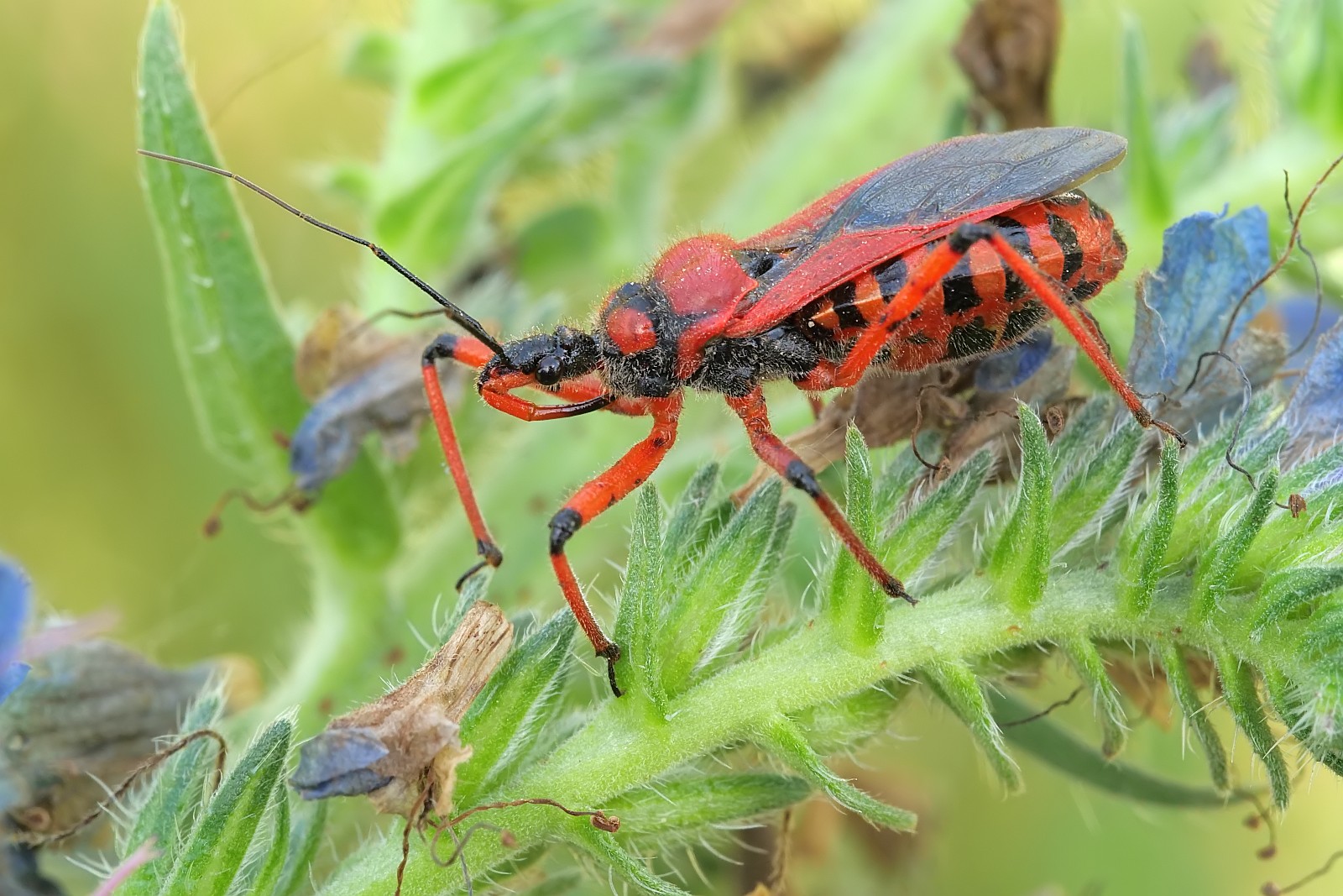 Nazwa:  51916482794_585b67d2d4_o.jpg
Wyświetleń: 107
Rozmiar:  364,7 KB