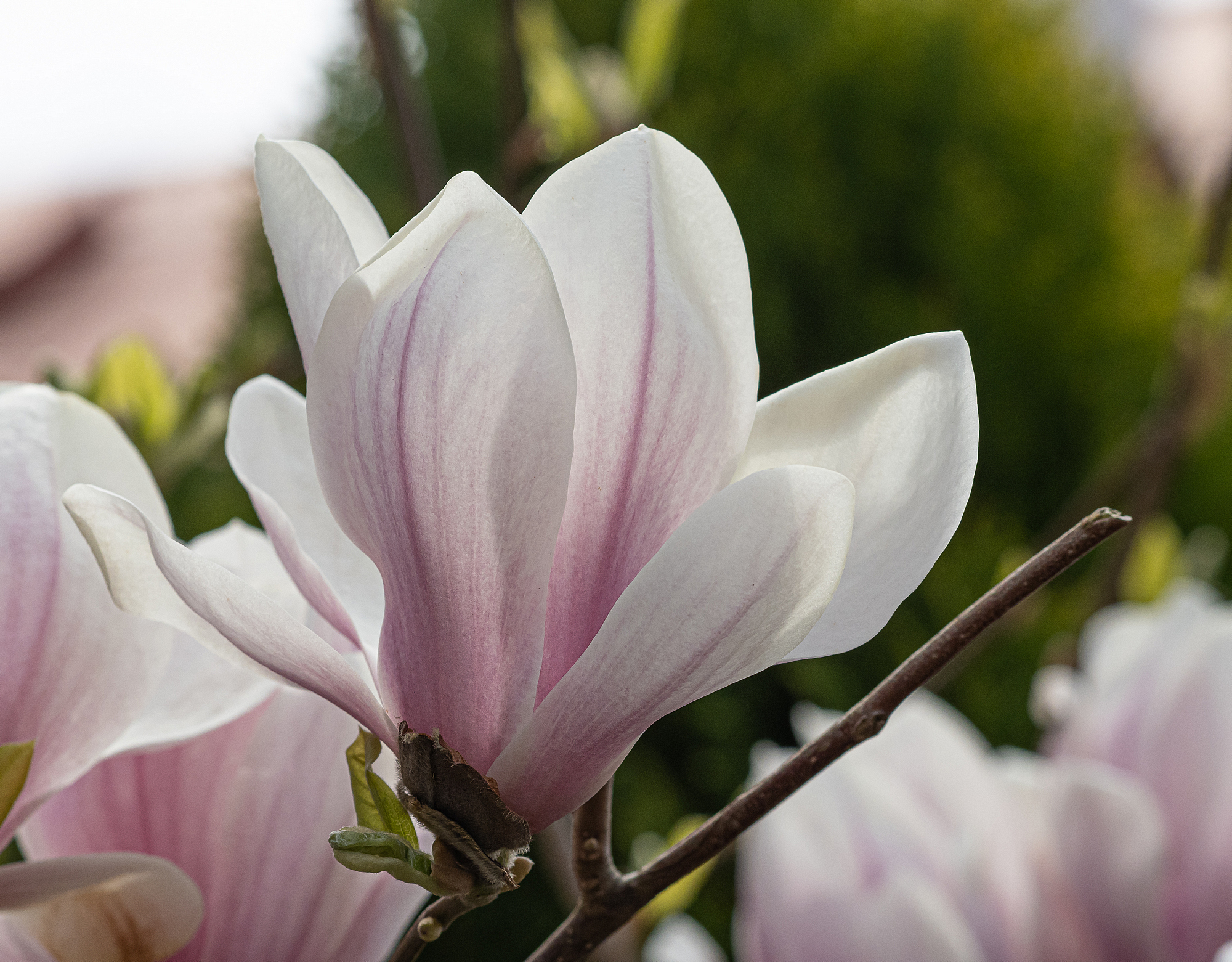 Kliknij obrazek, aby uzyskać większą wersję

Nazwa:	magnolia1.jpg
Wyświetleń:	243
Rozmiar:	1,81 MB
ID:	243766