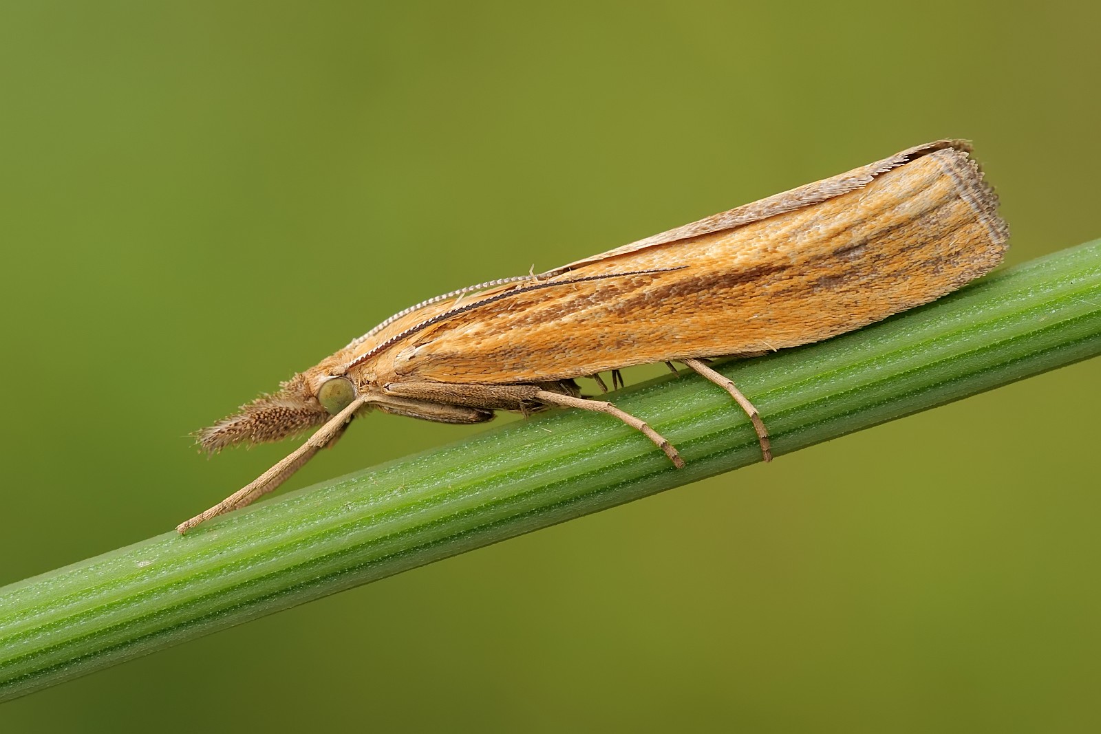 Nazwa:  51920547005_5f1f0810b2_o.jpg
Wyświetleń: 143
Rozmiar:  243,2 KB