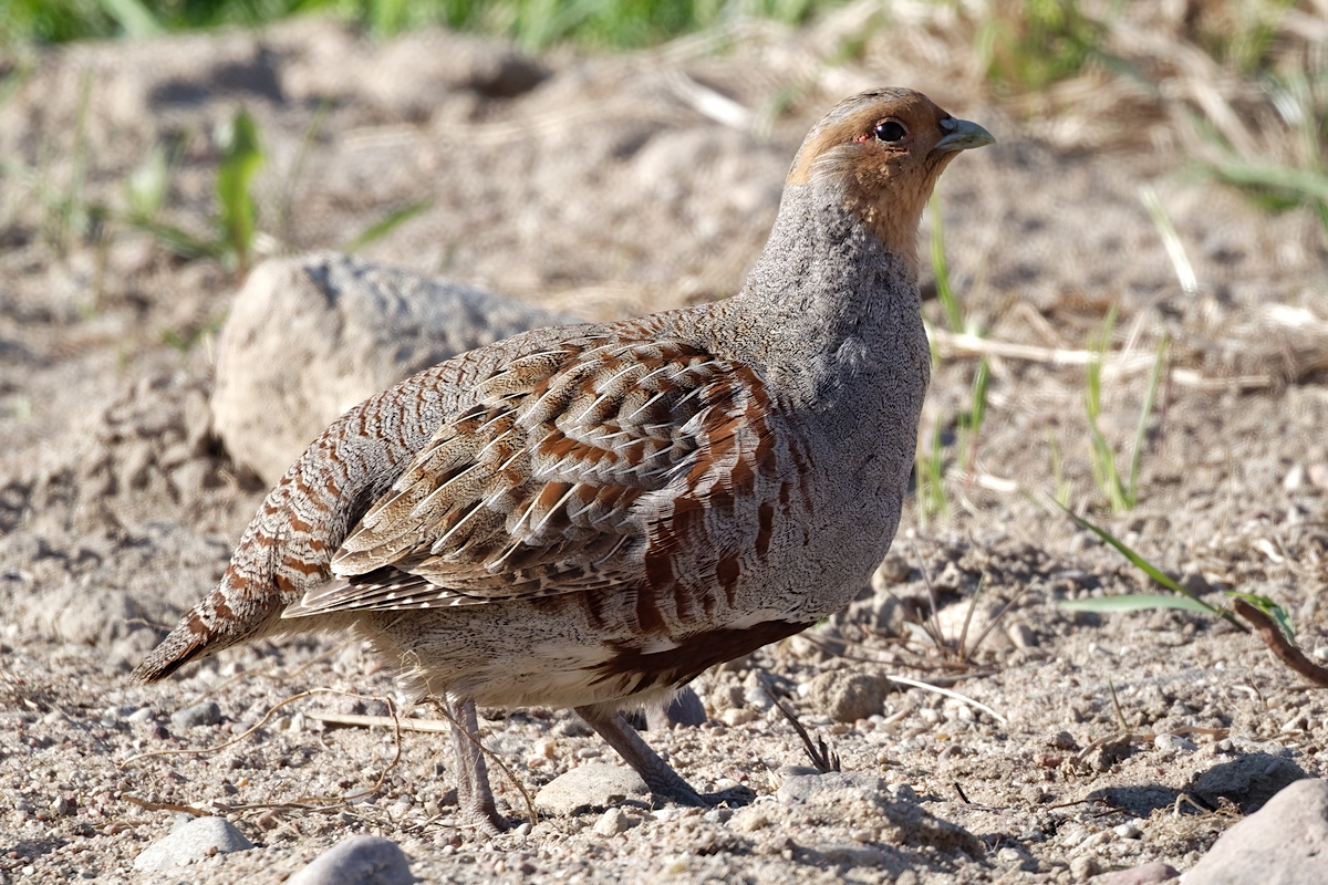 Nazwa:  kuropatwa.jpg
Wyświetleń: 332
Rozmiar:  882,8 KB