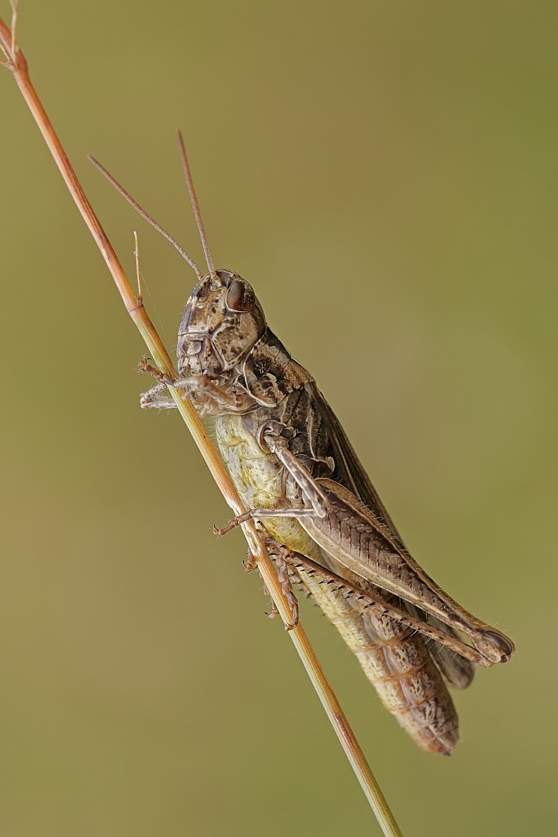 Nazwa:  51968455972_e701dce1bb_o.jpg
Wyświetleń: 148
Rozmiar:  103,6 KB