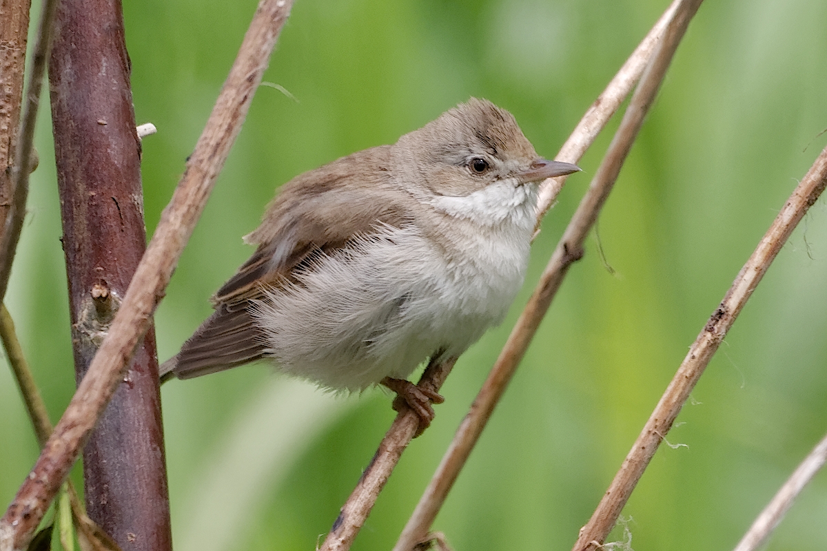 Nazwa:  łozówka.jpg
Wyświetleń: 138
Rozmiar:  688,1 KB