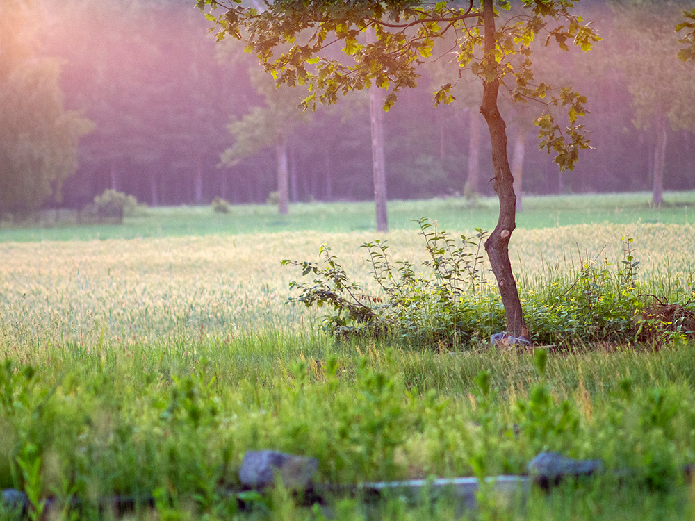 Nazwa:  P6112071.jpg
Wyświetleń: 99
Rozmiar:  332,4 KB