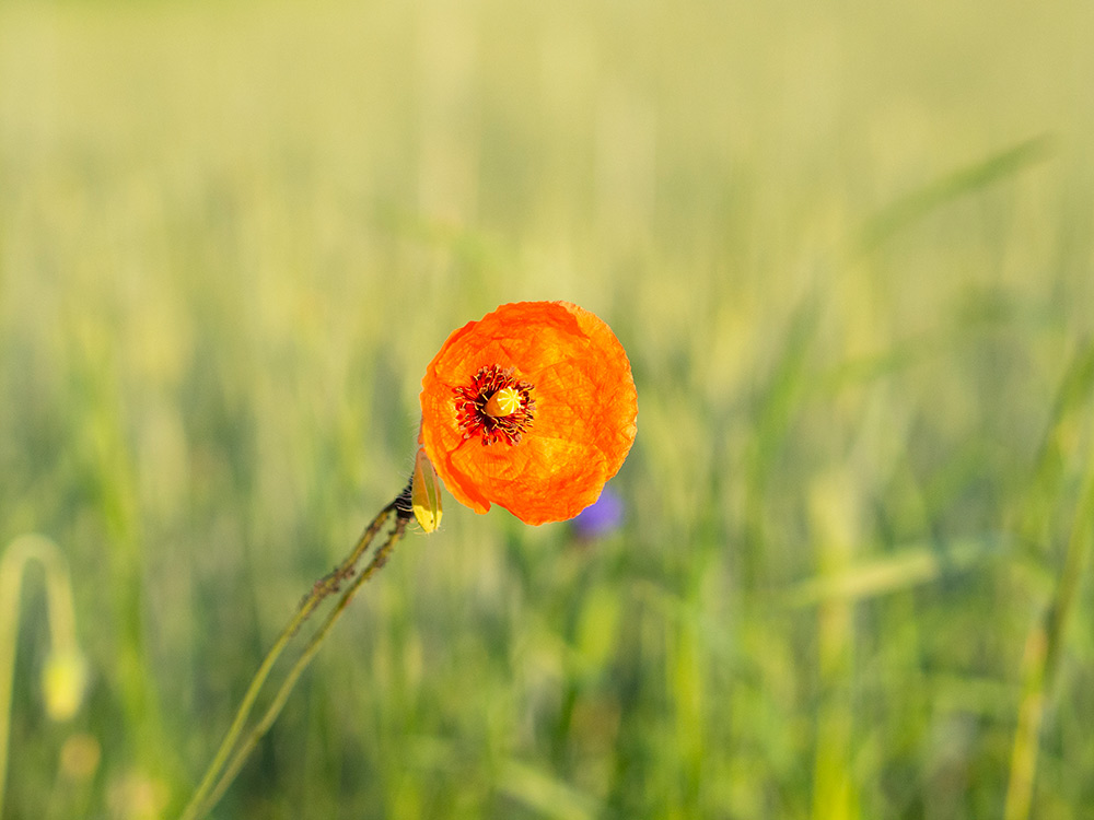 Nazwa:  P6112107.jpg
Wyświetleń: 99
Rozmiar:  144,9 KB