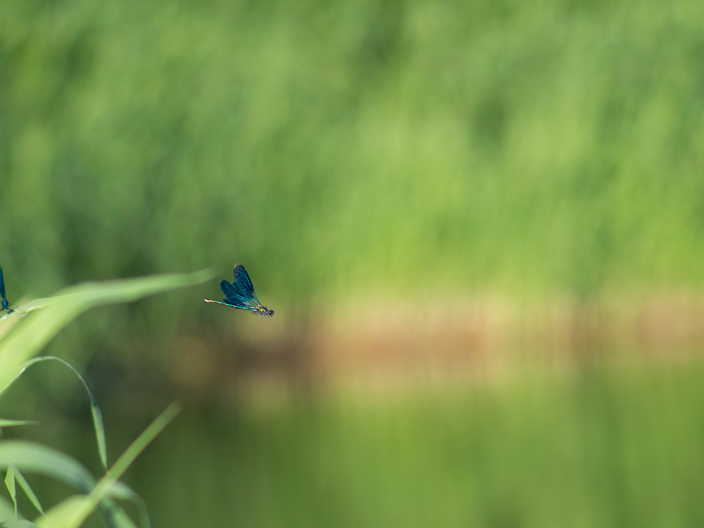 Nazwa:  P6112198.jpg
Wyświetleń: 93
Rozmiar:  93,4 KB