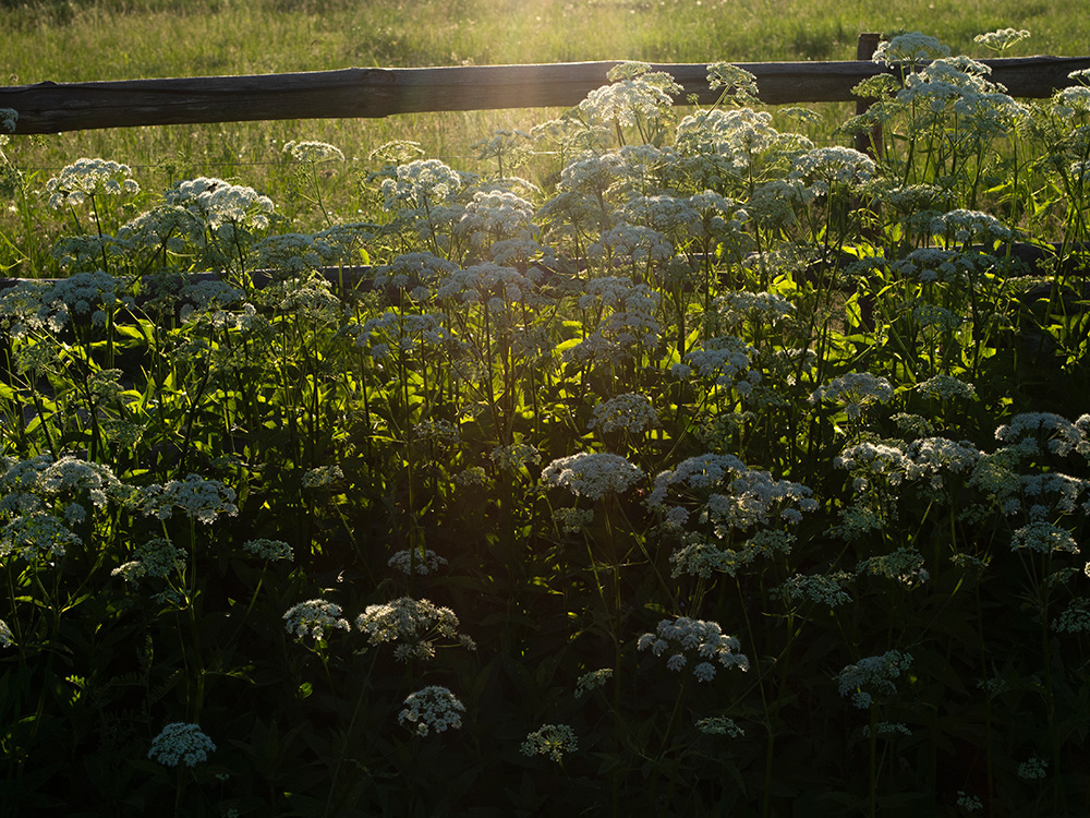 Nazwa:  P6112261.jpg
Wyświetleń: 98
Rozmiar:  417,6 KB