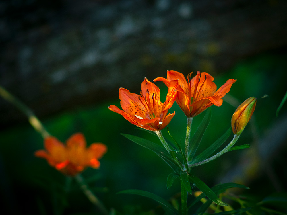 Nazwa:  P6112302.jpg
Wyświetleń: 96
Rozmiar:  143,7 KB