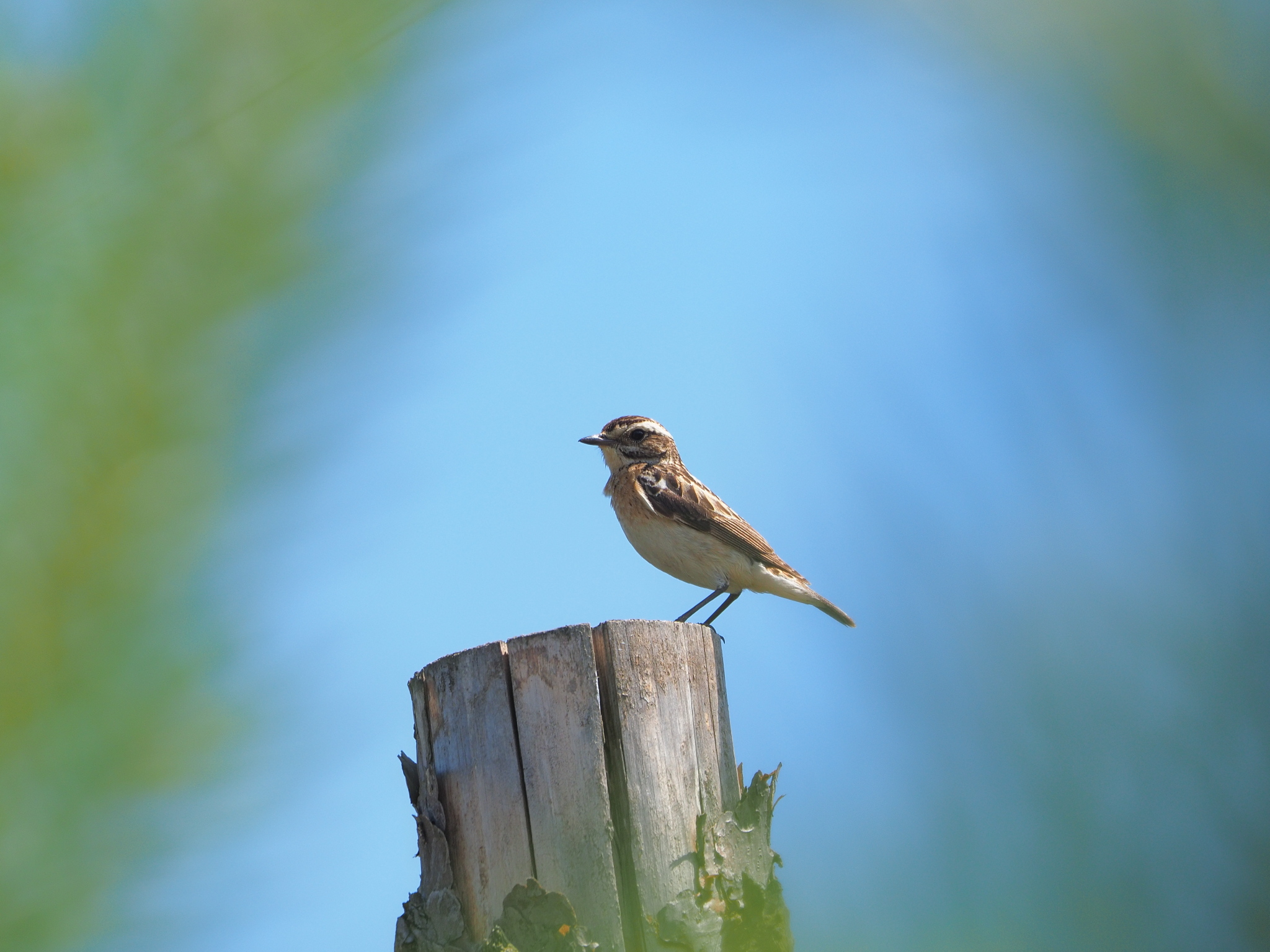 Nazwa:  2.jpg
Wyświetleń: 287
Rozmiar:  934,0 KB