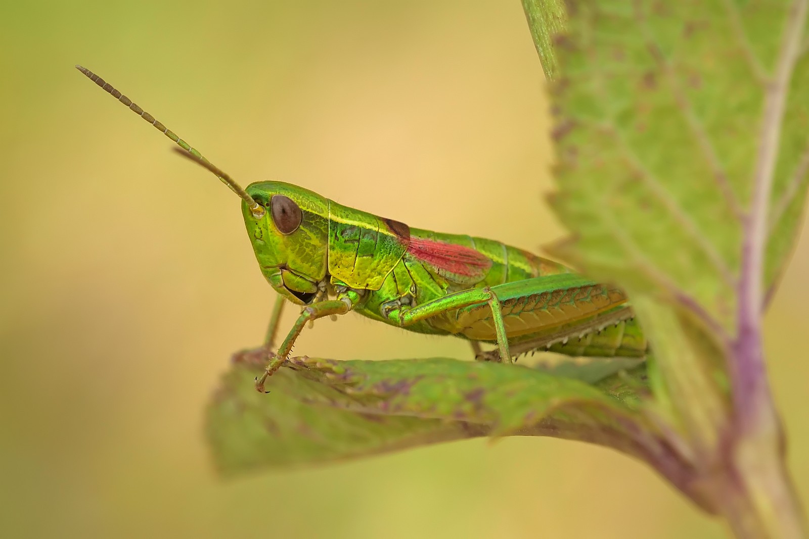 Nazwa:  52034143456_b7d972cc56_o.jpg
Wyświetleń: 201
Rozmiar:  159,0 KB