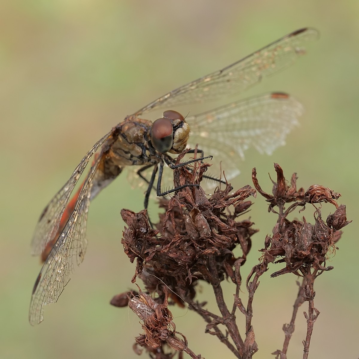 Nazwa:  52035218427_890e75e638_o.jpg
Wyświetleń: 182
Rozmiar:  236,7 KB