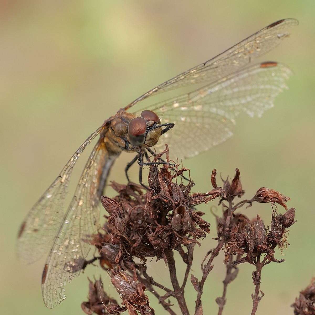 Nazwa:  52036510254_a9917017e4_o.jpg
Wyświetleń: 241
Rozmiar:  234,2 KB