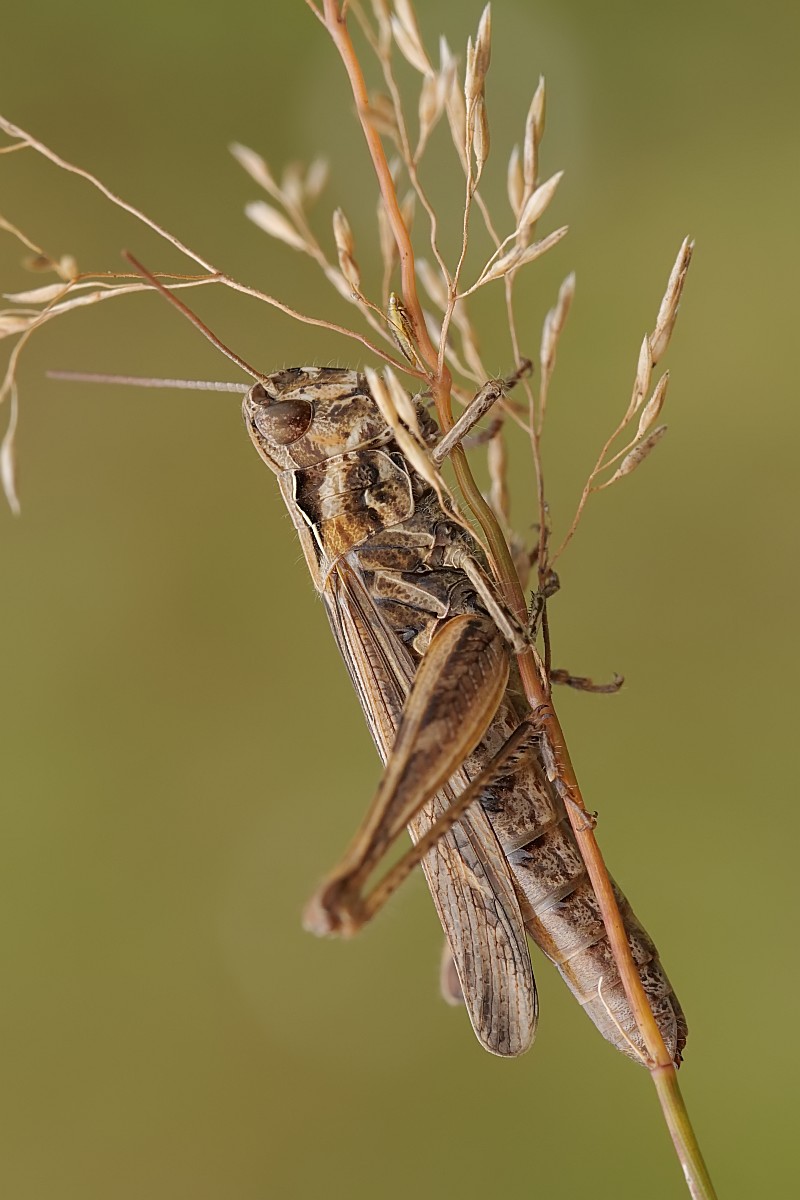 Nazwa:  52041842067_a0036079c9_o.jpg
Wyświetleń: 186
Rozmiar:  135,2 KB