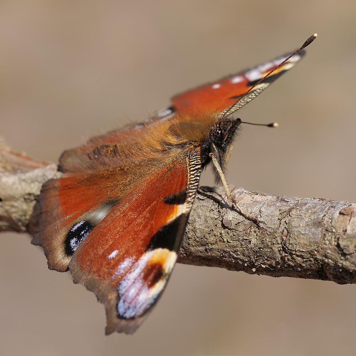 Nazwa:  52046185889_7b004736fc_o.jpg
Wyświetleń: 163
Rozmiar:  246,9 KB