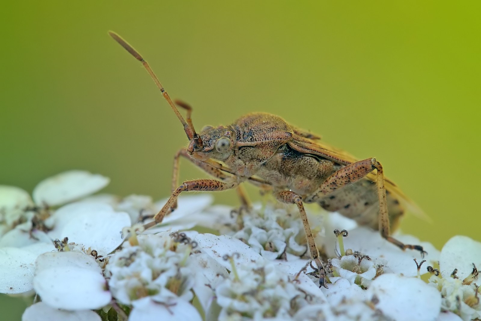 Nazwa:  52046000661_02f6366211_o.jpg
Wyświetleń: 157
Rozmiar:  187,9 KB