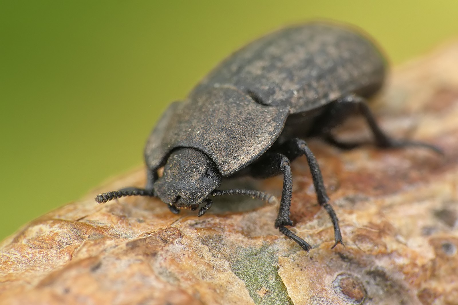 Nazwa:  52052577301_34f69571d0_o.jpg
Wyświetleń: 192
Rozmiar:  280,9 KB